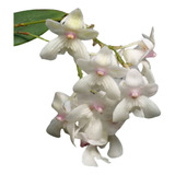 Orquídea Dendrobium Aberrans - Micro Orquídea ( Pré Adulta )