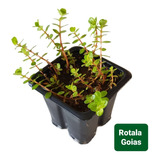 Rotala Goias Linda Planta Natural Aquario Plantado