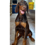 Doberman Europeus, Filhotes Com Pedigree 