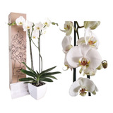 Orquideas De 2 Varas Para Regalo