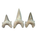 Fósil Tiburon Otodus Oblicuo Carcharodon Dientes Certificado