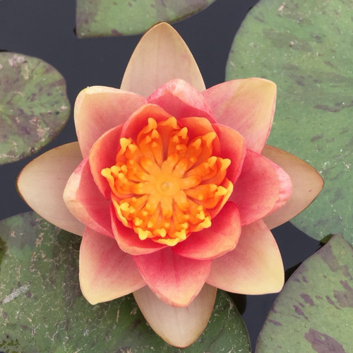 Nenúfar Melocotón Miniatura Nymphaea Sp. Chrysantha Lirio 