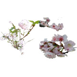 Arbolitos Cerezo Japonés Sakura Shoguetsu Y Sakura Flor Senc
