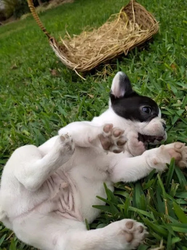 Cachorros Bulldog Francés Vaquita