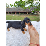 Cachorra Teckel Black Medellin Animal Pets Colombia 