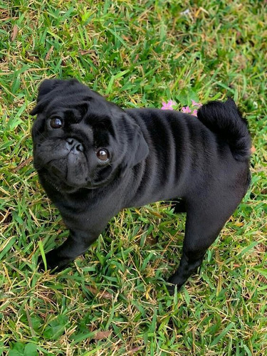 Cachorro Pug Carlino Negro 031