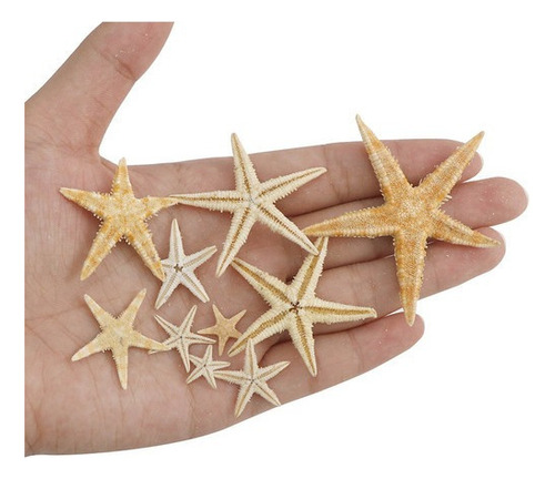 Estrella De Mar Natural De 1-5 Cm Para Decoración 100 Piezas