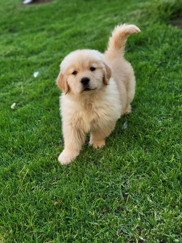 Cachorros Golden Retriever (criadero Can-peones) 