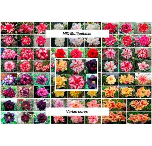 18 Sementes Rosa Do Deserto Cores Variadas Dobrada/tripla 