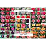 50 Sementes Rosa Do Deserto Cores Variadas Dobrada/tripla 