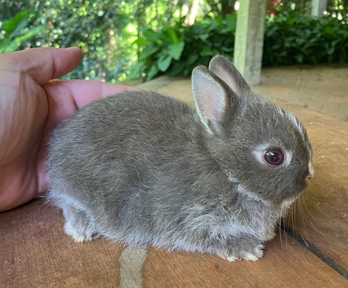 Mini Coelho Netherland Dwarf (coelho Anão)