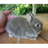 Mini Coelho Netherland Dwarf (coelho Anão)