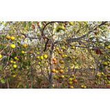 Mangaba Fruta Rara Exótica Do Cerrado - 50 Sementes P/ Mudas