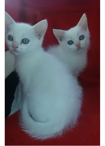 Crías Machos De Gatitos Siberianos Blancos De Ojos Azules