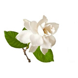 Gardenia Jazmin Trepadora Arbusto Ornamental Perfumado