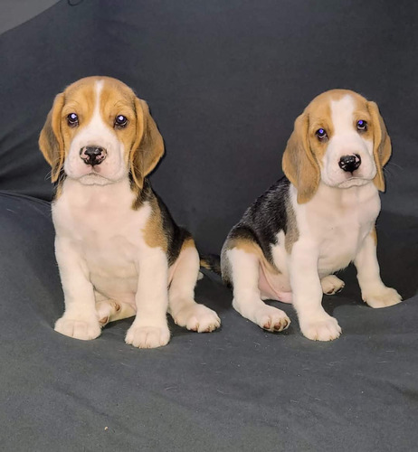 Cachorros Beagle Tricolor