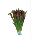 Oferta 50 Bulbos Jumbos De Gladiola Color Morado Majesty 