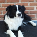 Hembra Border Collie