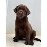 Labrador Chocolate