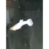 Pez Guppy White Solo Macho