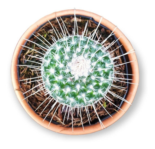 Mamillaria Geminispina Planta Cactus Exótico Espinas Blancas