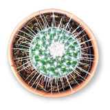 Mamillaria Geminispina Planta Cactus Exótico Espinas Blancas