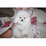 Hembra Pomerania Inscrita Kennel Club Coreana  