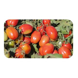 Tomate Rasteiro Rio Grande 4,000 Sementes - Tomate Gaúcho