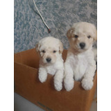 Perfeitos Filhotes De Poodle Toy Branco Microchipados