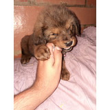 Cachorro Mastín Tibetano Pereira Pura Raza Animal Pets 