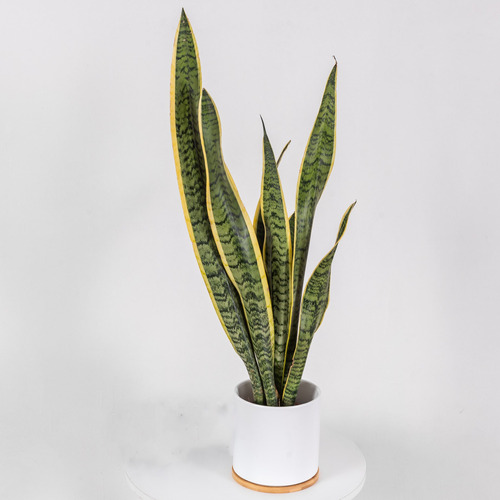 Planta Interior Sansevieria - Lengua De Suegra 75 Cm