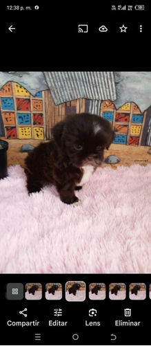 Shihtzu Mini