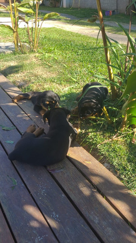 Cães Filhotes Raça Rottweiler 