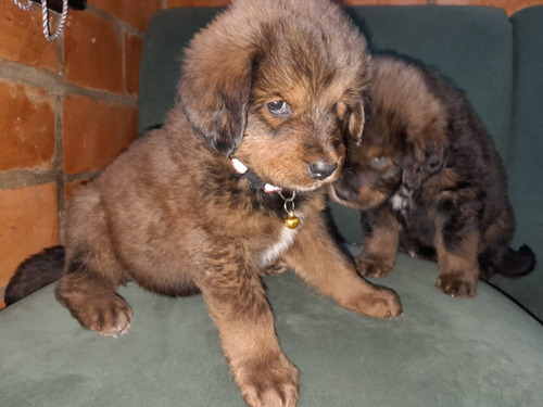 Cachorro Mastín Tibetano Medellín Pura Raza Animal Pets 