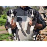 Border Collie Cachorros Machos Y Hembras Negro Y Blanco