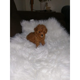 Hermosa Cachorrita Poodle Toy Rojiza