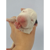 Bull Terrier 