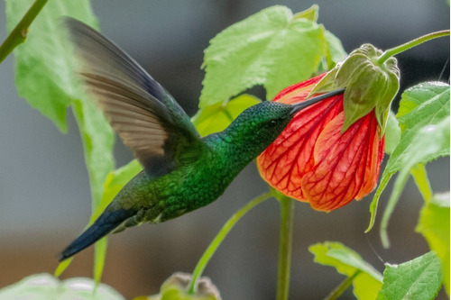 Semillas De Farolito Chino Abutilon Atrae Colibríes