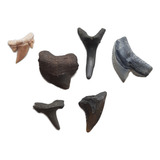 Colar Dente Tubarão Fossilizado Espécie Diversas Lote