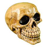 Enfeite Cranio,caveira Maciço Decoração En 413 Artexotics  