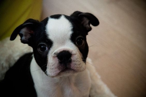 Cachorro Boston Terrier Puppy Perrito Boston Cachorrito