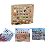 Acrylic Magnetic Seashell Display Box, Seashell Storage
