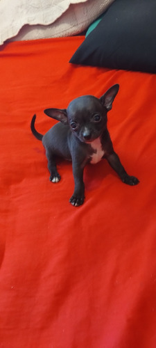 Chihuahua Machito