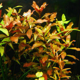 Ludwigia Reppens 