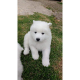 Hermosos Samoyedos