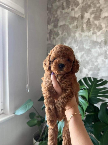 Cachorros Maltipoo