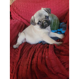 Hermosa Hembra Pug De Padres Pequeños