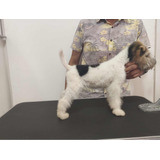 Fox Terrier Wire