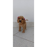 Cachorro Cocker Spaniel