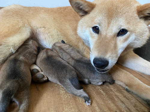 Shiba Inu, Lindo Filhote 